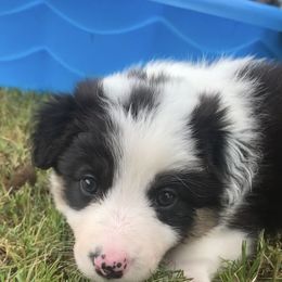 AUDLEY - Border Collie puppy in Jonesboro, Arkansas from Hampton Border Collies