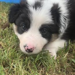 AUDLEY - Border Collie puppy in Jonesboro, Arkansas from Hampton Border Collies