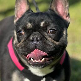 Gabby - French Bulldog