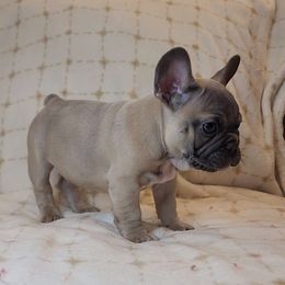 Boy 3 - Fawn French Bulldog puppy in West Covina, California from Frenchies of WesCo, LLC