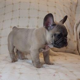 Boy 3 - Fawn French Bulldog puppy in West Covina, California from Frenchies of WesCo, LLC