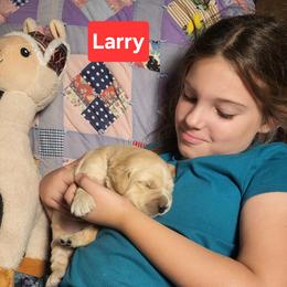 Llamas Litter, Larry - Golden male Golden Retriever puppy in Fithian, Illinois from LOMAH Retrievers