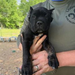 Light blue - Black brindle male Cane Corso puppy in Opelousas, Louisiana from Azelees Cane Corso