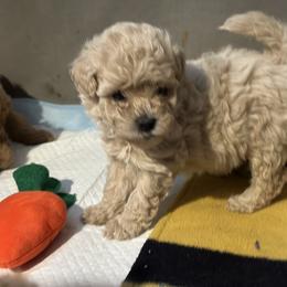 Australian Labradoodle Puppies from Tiny Treasures Australian Labradoodles