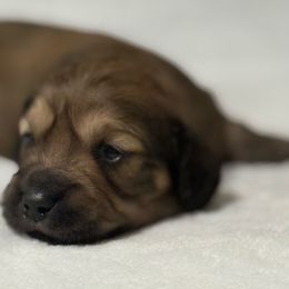 Simon - Shaded.Cream - Cream Dachshund puppy in Perry, Georgia from Monahan Dachshunds
