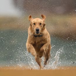 Sunny - Golden female Golden Retriever puppy in Simpsonville, South Carolina from Upstate Revival Retrievers