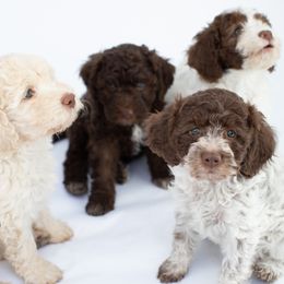 Lagotto Romagnolo puppies from Crescendo Lagotto Romagnolos