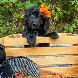 Newfypoo puppies from Sweet Creek Pups