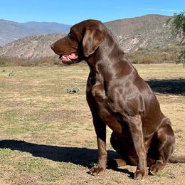 Carli - Labrador Retriever