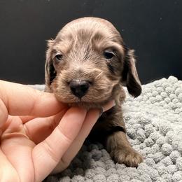 WAFFLES - Silky Wire - Dapple female Dachshund puppy in Alto, Texas from Double W Doxies