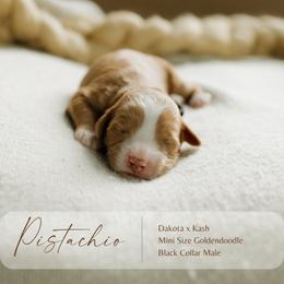 Pistachio - Red  male Goldendoodle puppy in Hiddenite, North Carolina from Rose and Reid Doodles