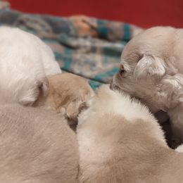 Great Pyrenees Puppies from Blue Hills Farm