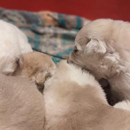 Great Pyrenees Puppies from Blue Hills Farm