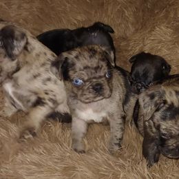 Pug Puppies from Brenda's Pugs