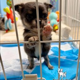 Papa Smurf - Blue male Chihuahua puppy in Naples, Florida from Naples Tiny Dogs