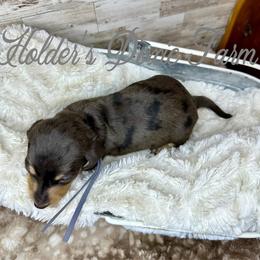 Winston-2000 - Dapple male Dachshund puppy in Atwood, Oklahoma from Holder’s Doxie Farm