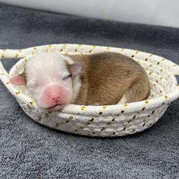 Frost - Red male Pembroke Welsh Corgi puppy in Waco, Texas from The Comma Corgis