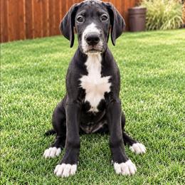 Girl 2 - Mantle female Great Dane puppy in Golconda, Illinois from Breken Great Danes