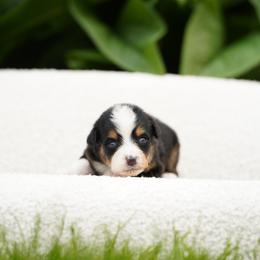 Gigi - Tri-color female Bernedoodle puppy in Spokane, Washington from Lilac City Doodles