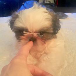 Shih Tzu Puppies from Willow Lane Shih Tzus