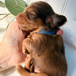 Chocolate and Tan - Chocolate and tan male Dachshund puppy in Nampa, Idaho from Long_and_Low_Dachshunds