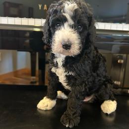 Jack Frost - male Golden Mountain Doodle puppy in Powell, Wyoming from Doodles of Joy