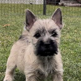 Cairn Terrier Puppies from Luckenbooth Cairns