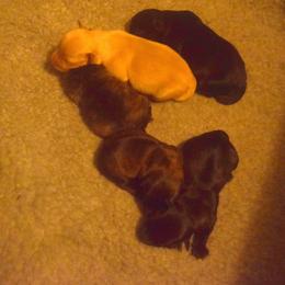Scottish Terrier Puppies from Herron's Sandhills Scotties