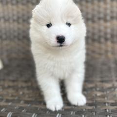 Samoyed Puppies from Marissa Wheeler