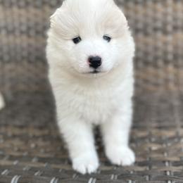 Samoyed Puppies from Marissa Wheeler