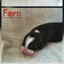 Girl 4 - Black rust and white female Bernese Mountain Dog puppy in Independence, Virginia from Chestnut Hill Bernese Mountain Dogs