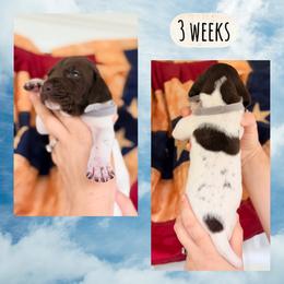 Girl-gray - White and liver female German Shorthaired Pointer puppy in Macclenny, Florida from Dillon's GSPs