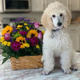 Poodle Puppies from BrioPanache Poodles
