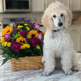 Poodle Puppies from BrioPanache Poodles
