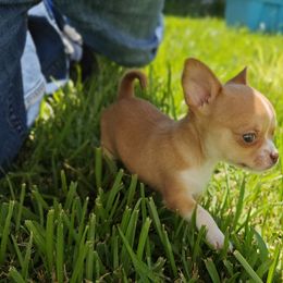 Boy 2 - Chihuahua puppy from Chi Chi's Place