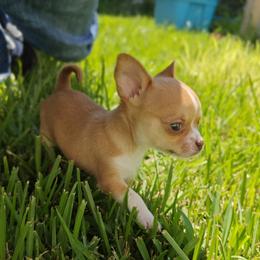 Boy 2 - Chihuahua puppy from Chi Chi's Place