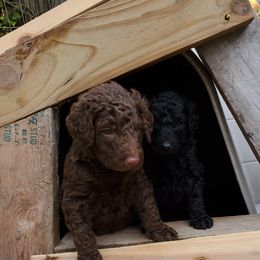 Poodle Puppies from Polly Wally Doodles and Poodles