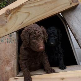 Poodle Puppies from Polly Wally Doodles and Poodles