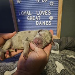 Boy 1 - Merle Great Dane puppy in Ohio from Loyal-Loves Great Danes