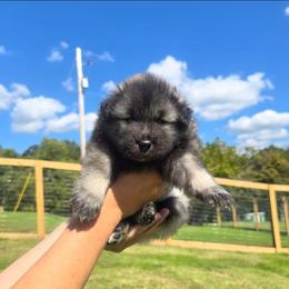 Flounder - Wolfgray and black male Keeshond puppy in Logan, Ohio from Hocking Hills Keeshonds