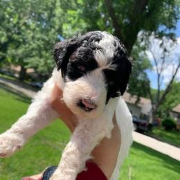 Poodle Puppies from Doraida Clarke's Standard Poodles