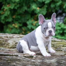 French Bulldog Puppies from Bleu Rock French Bulldogs