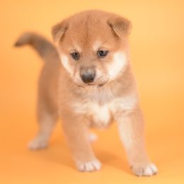 Howl -FULL REGISTRATION INCLUDED- - Red male Shiba Inu puppy in Neosho, Missouri from Kenny Cave K9s
