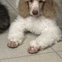 Pembroke Welsh Corgi and Poodle Puppies from Blue Diamond Kennel