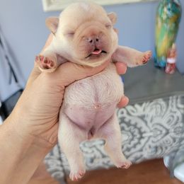 French Bulldog Puppies from Frenchie D'lite