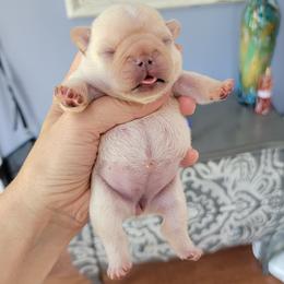 French Bulldog Puppies from Frenchie D'lite