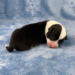 Comet - Black and white male American Corgi puppy in Waskom, Texas from Piney Woods Corgis