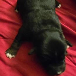 Jabba the Hut - Black tri male Miniature American Shepherd puppy in Vancouver, Washington from BonDrew's Miniature American Shepherds