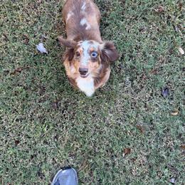 Dachshund puppies from Cantrell’s Dachshund Den