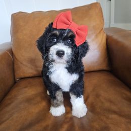 Aussiedoodle, Bernedoodle, and Double Doodle Puppies from Saltwater Doodles